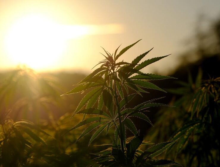 Le chanvre, plante écoresponsable